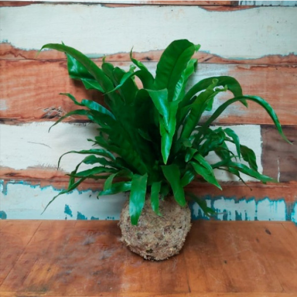 Kokedama 3