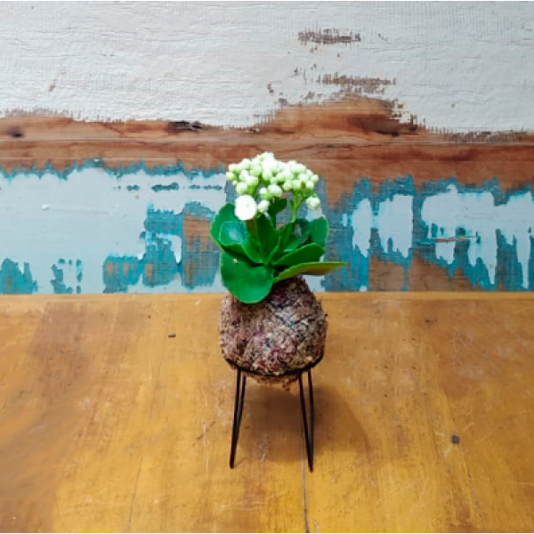 Kokedama 11