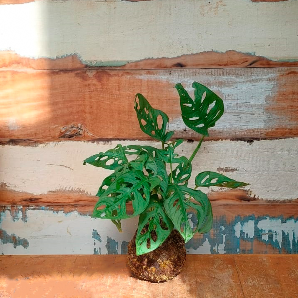 Kokedama de Monstera adansonii