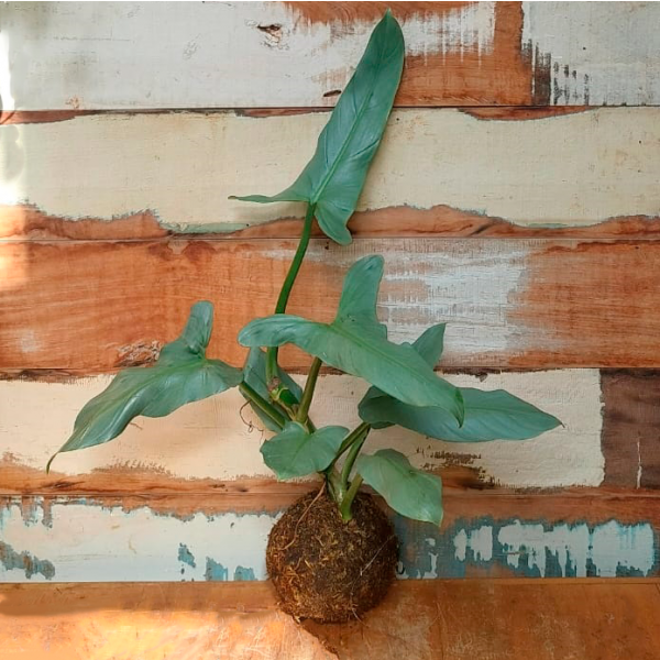 Kokedama Filodendro prata