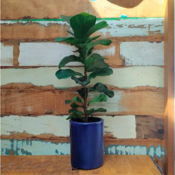 Ficus lirata Vaso Cilindro fino nº 1 Esmalt. azul