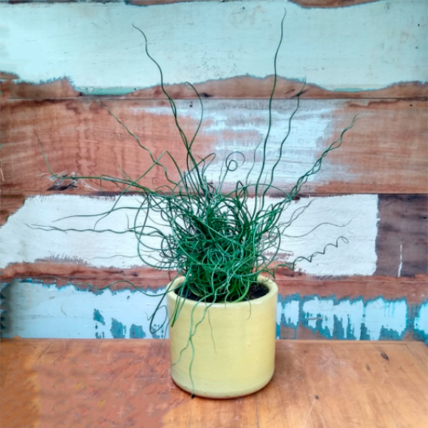 Juncus spiralis vaso mini nº3 esmalt. amarelo