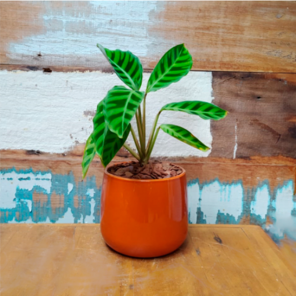 Maranta Zebrina vaso bretagne laranja P