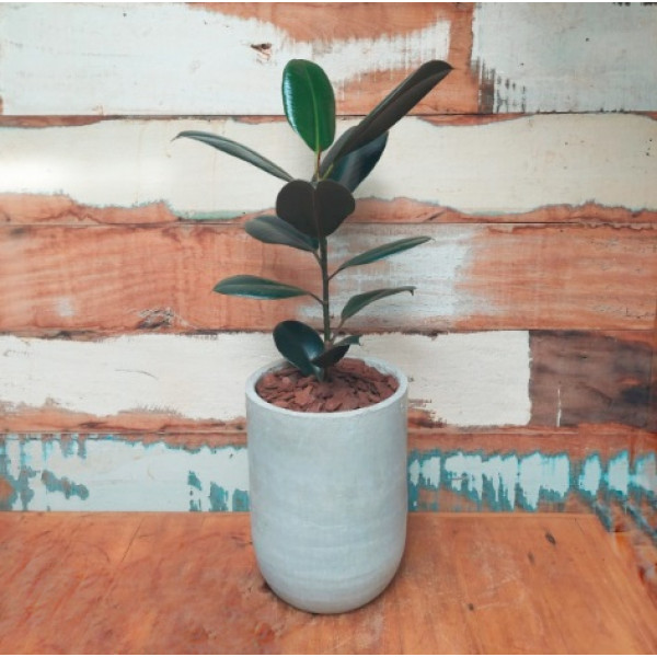 Ficus Elastica burgundy Vaso concreto Pilão Mini