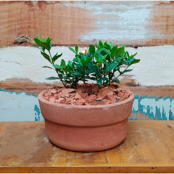 Gardenia Bacia reta com borda nº 2