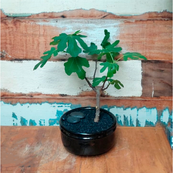 Bonsai Ficus carica vaso de bonsai preto nº2