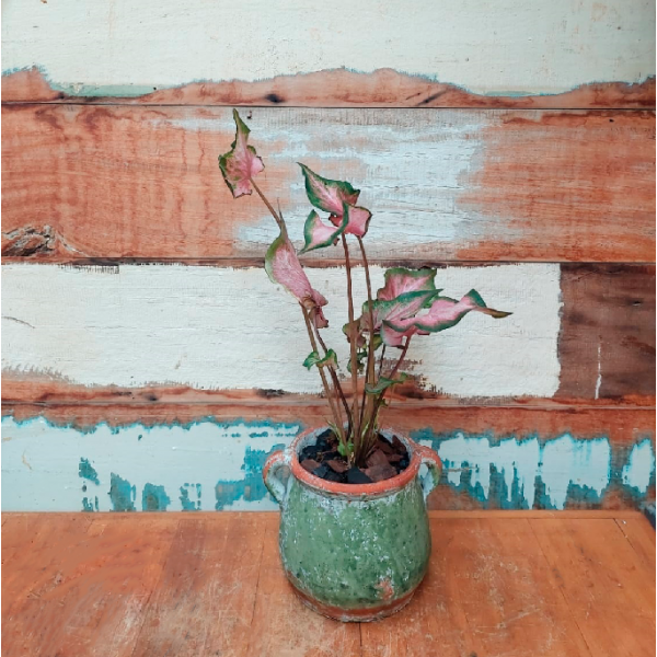 Caladium rosa escuro Vaso envelhecido terracota verde