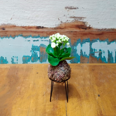 Kokedama 11