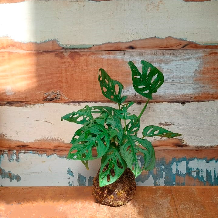 Kokedama de Monstera adansonii