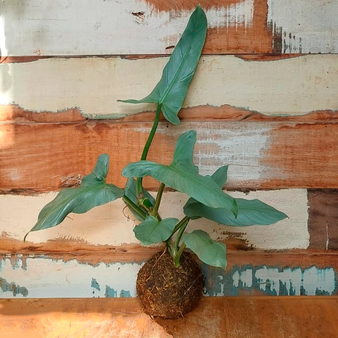 Kokedama Filodendro prata