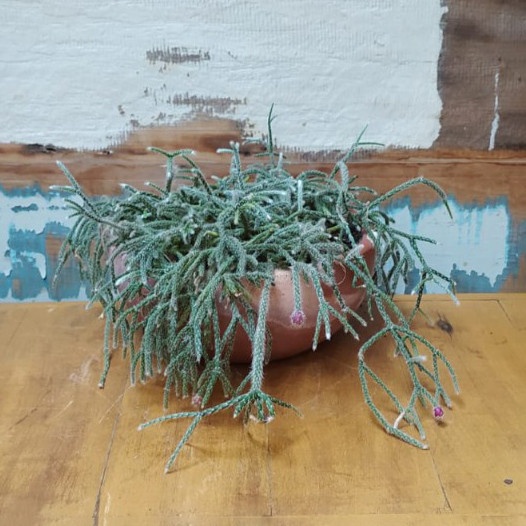 Rhipsalis pilocarpa cuia natural n°1