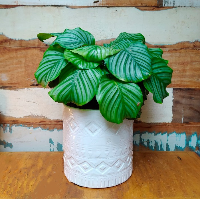 Calathea orbifolia vaso tubo com relevo Branco