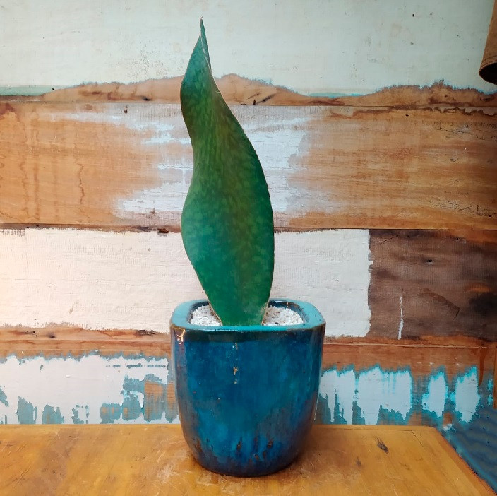 Sansevieria Vitória vaso vietnamita