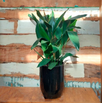 Aspidistra elatior Vaso Papyrus nº 1 esmalt. preto