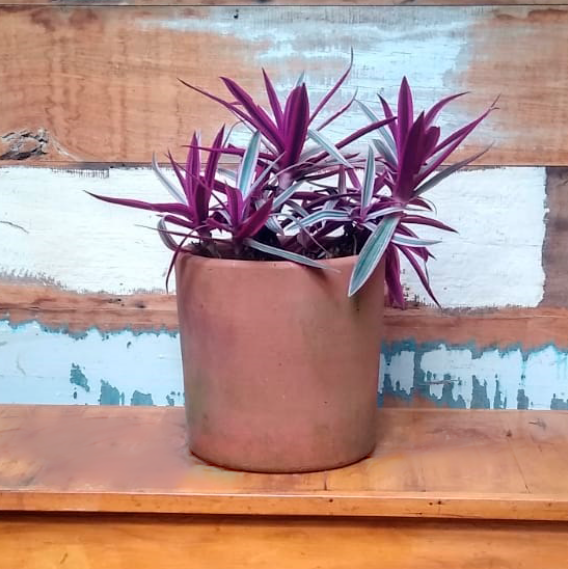 Abacaxi roxo Vaso Mini cilindro nº 3