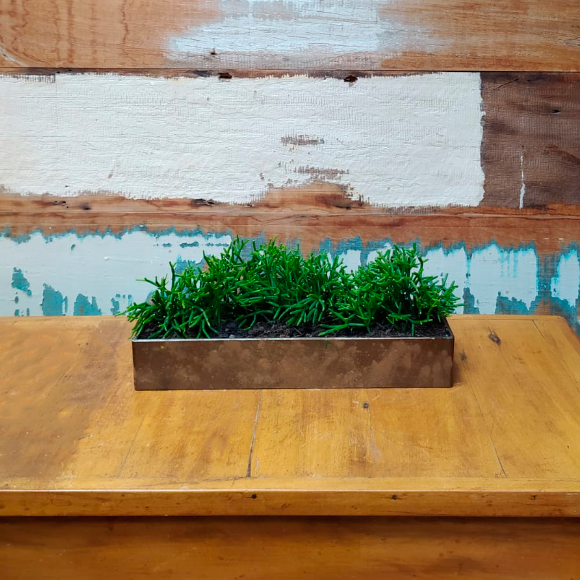 Rhipsalis erecta PP vaso ikebana M