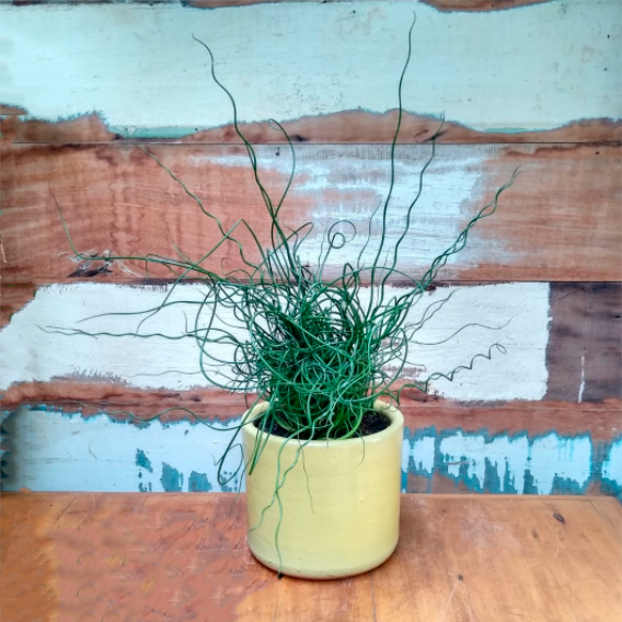 Juncus spiralis vaso mini nº3 esmalt. amarelo