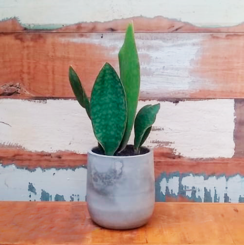 Sansevieria vitória vaso concreto curvo minizinho