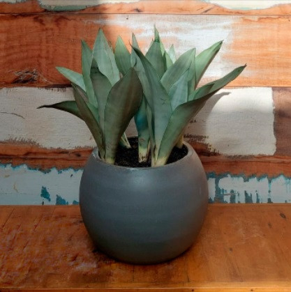 Sansevieria prateada no vaso curvo grande