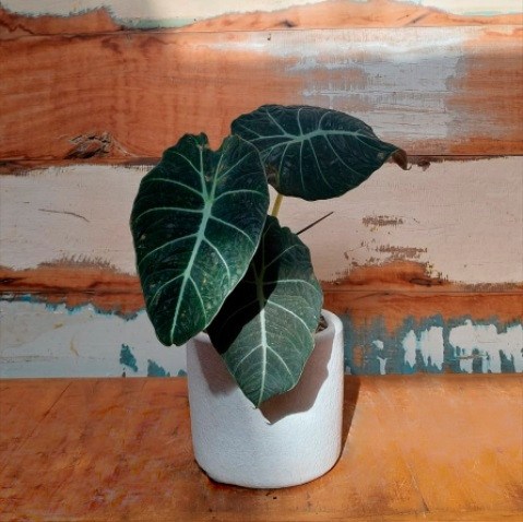 Alocasia Black Velvet mini cilindro esmalt. branco