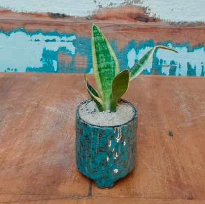 Sansevieria golden mini vaso copo carice azul