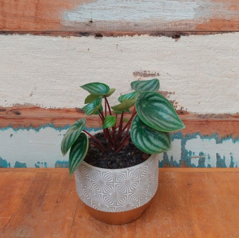 Peperomia melancia Vaso Gold estrelas