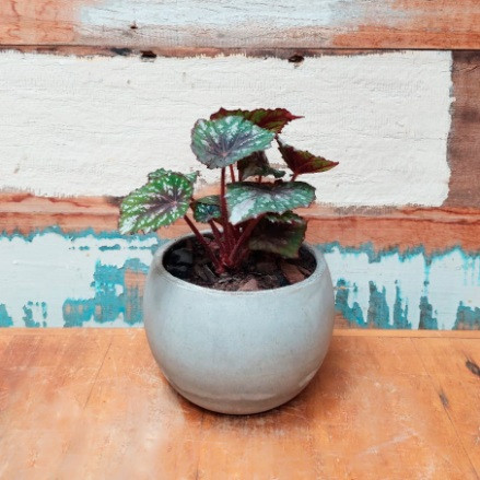 Begonia rex Vaso concreto bola minizinho