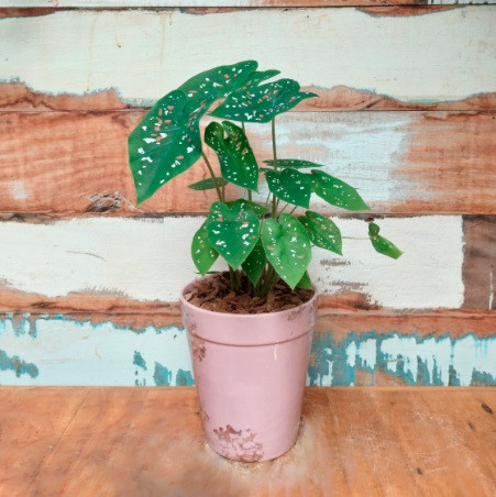 Caladium Vaso Cimbydium Rosa M