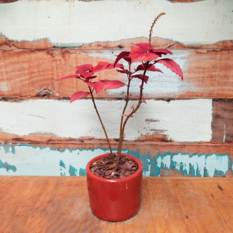 Coleus Vermelho Vaso Mini cilindro nº 2 esmalt. vermelho