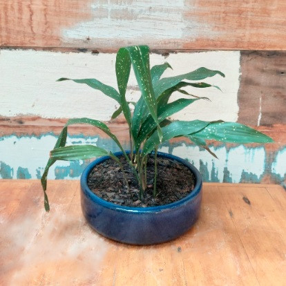 Aspidistra elatior Vaso Cuia reta nº 2 esmaltado azul