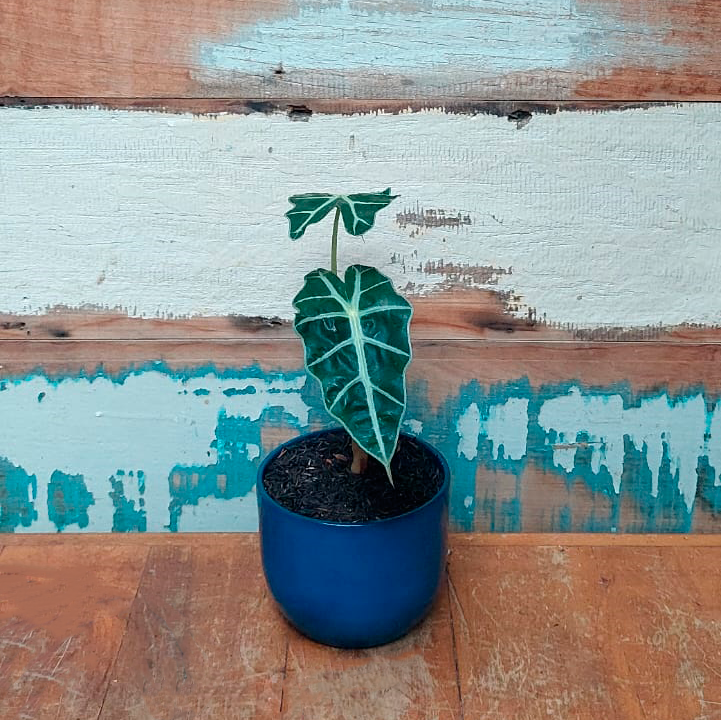 Alocasia Polly Vaso Cumbuca ArtCris Azul