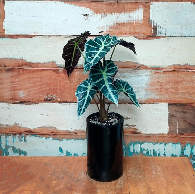 Alocasia polly Cilindro liso nº 1 esmalt. preto