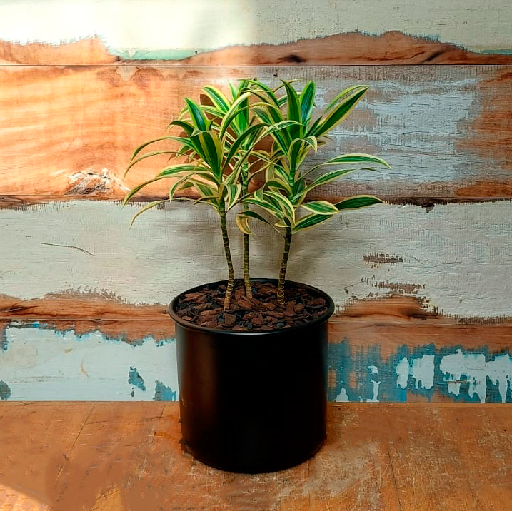 Dracena Pleomele variegata Vaso Lata nº 4 Preto