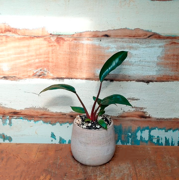 Philodendron erubescens Vaso cimento bege