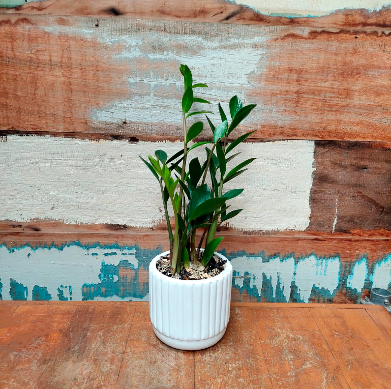 Zamioculca mini Vaso listra branco