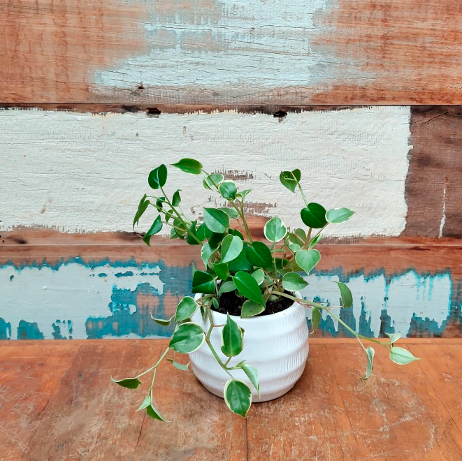 Peperomia Scandens Vaso textura redondo branco