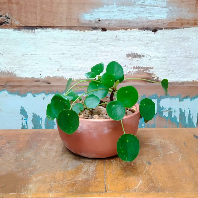 Pilea peperomioides Vaso Tigela M