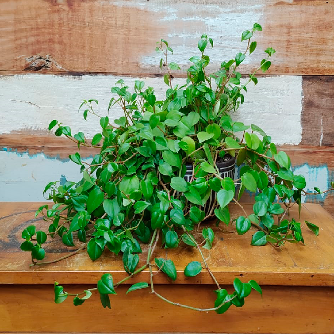 Peperomia verde Bacia listrada marrom P