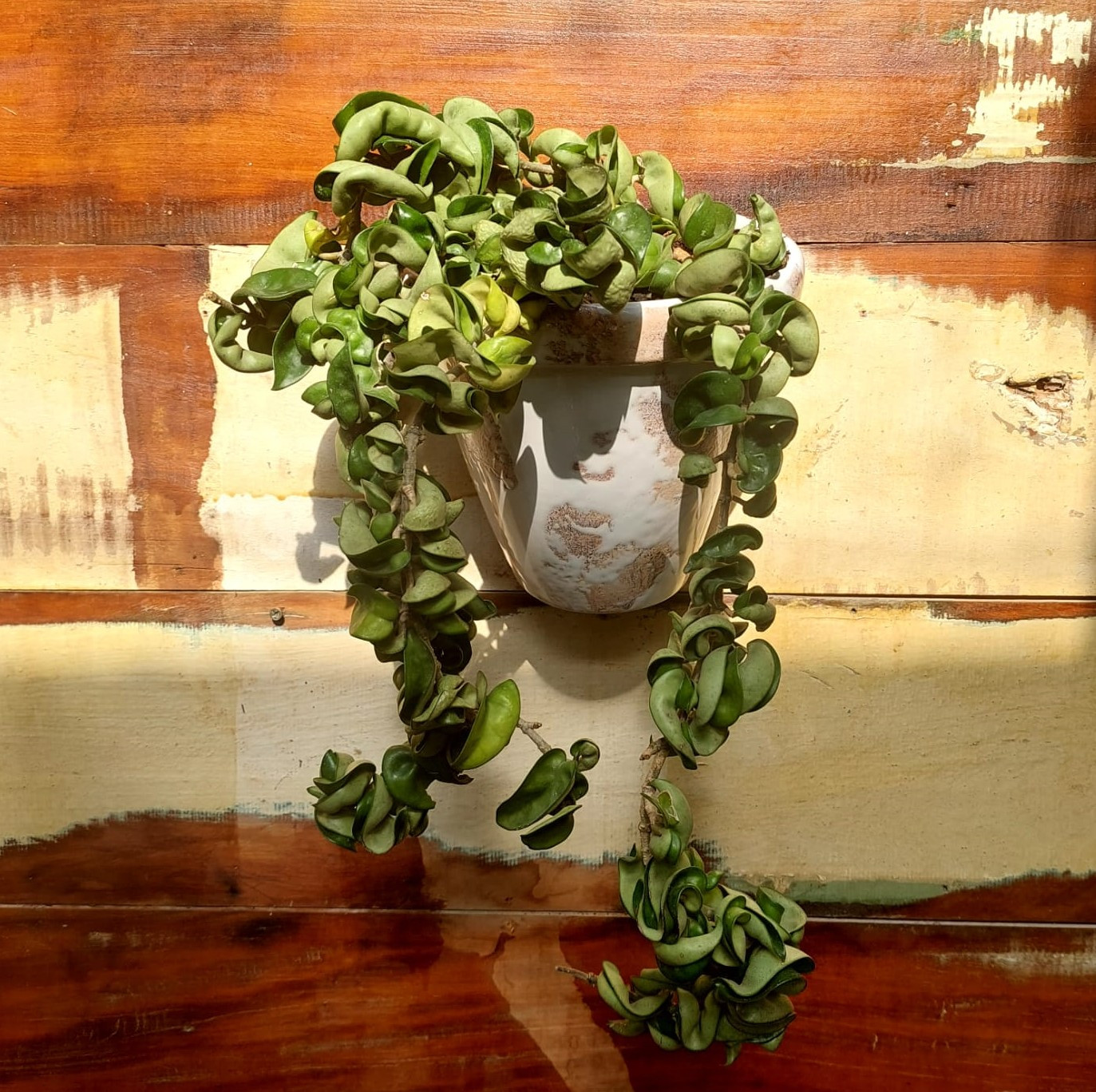Hoya carnosa Vaso esmalt. parede M branco