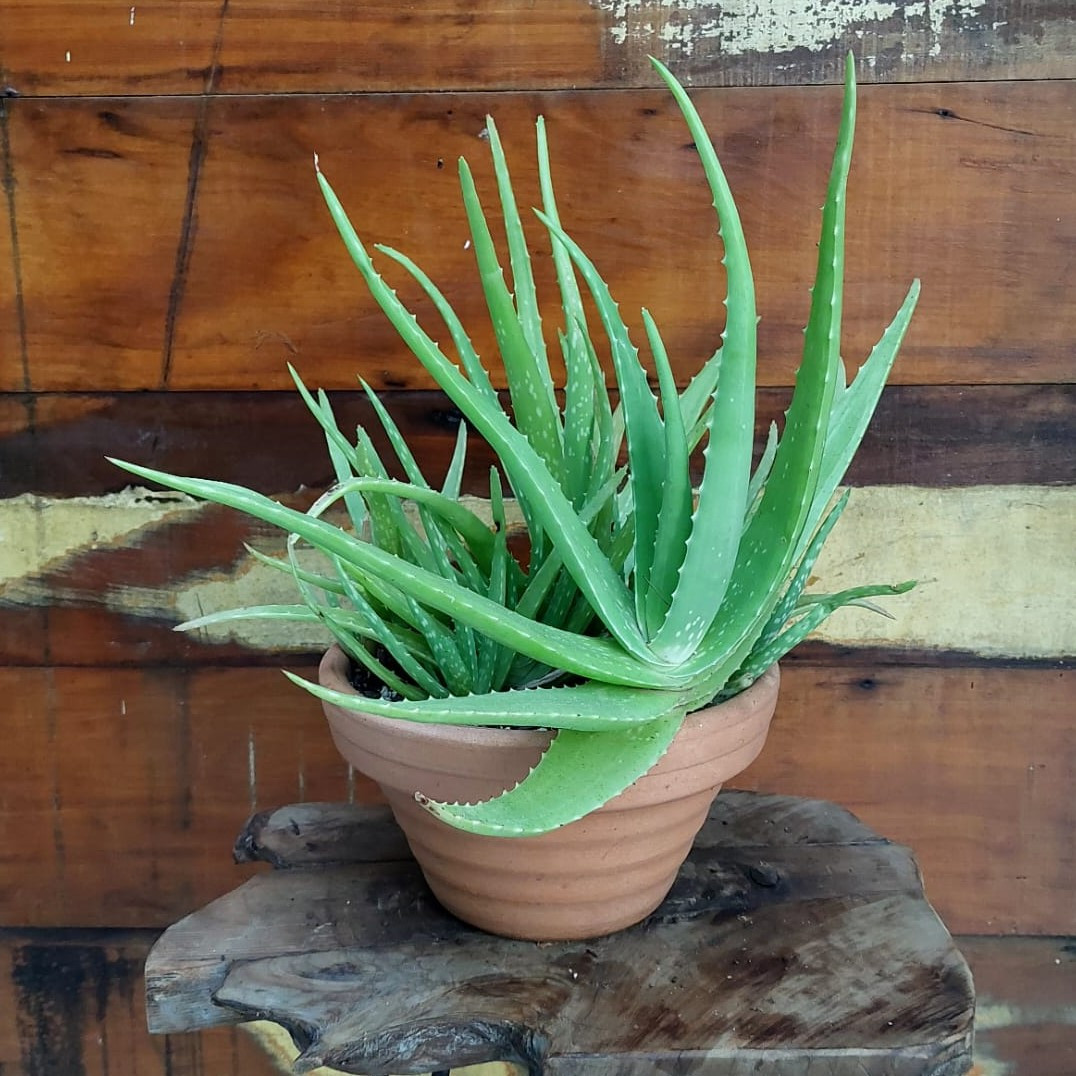 Aloe vera Vaso Gominha P