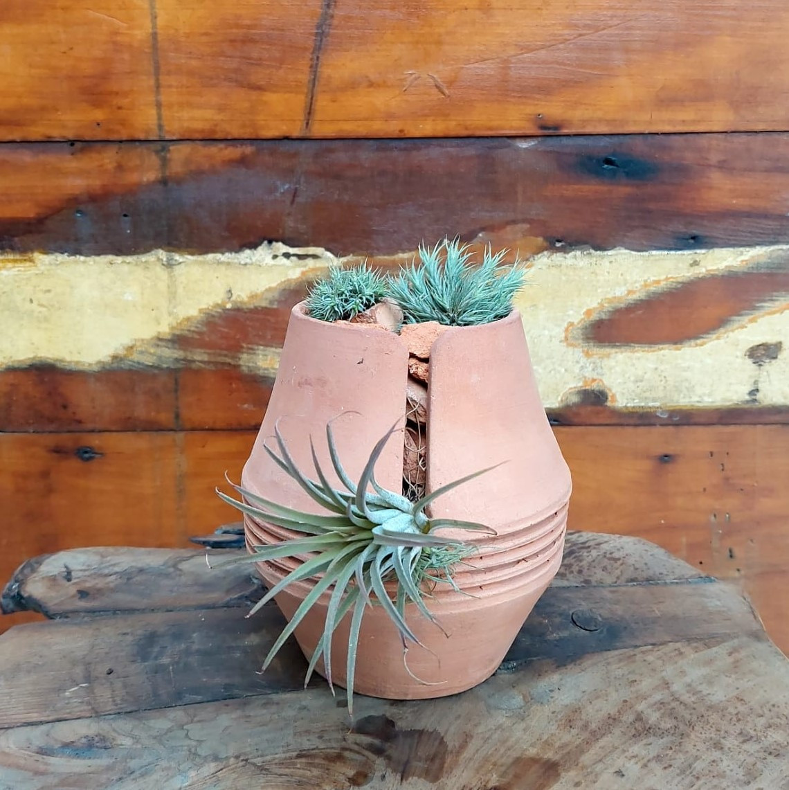 Tillandsia ionantha Vaso Piaui