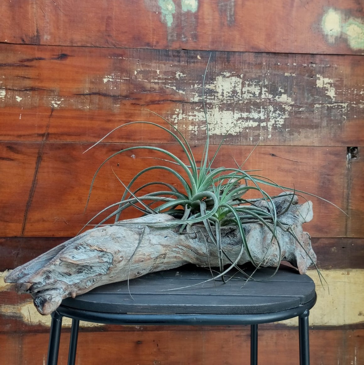 Arranjo de Tillandsia no tronco de Cajarana