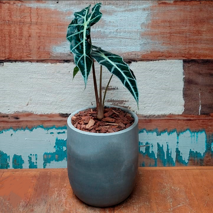 Alocasia Amazônica Vaso concreto curvo minizinho