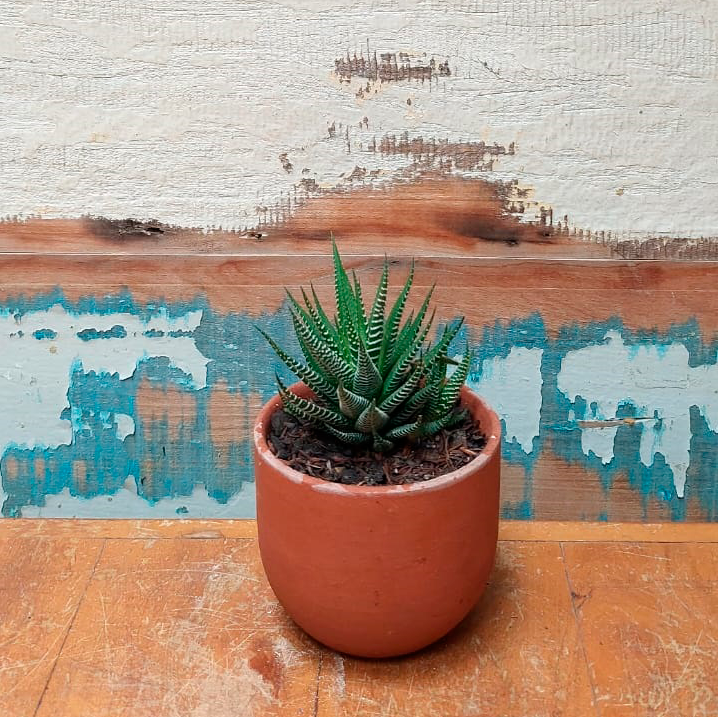 Aloe Vaso Cumbuca P