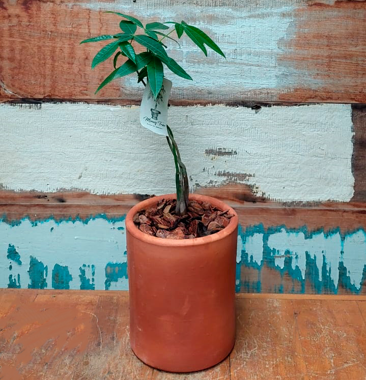 Arvore do dinheiro Vaso cilindro mini