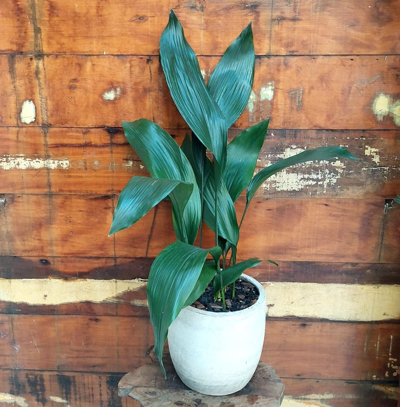 Aspidistra elatior Vaso concreto Monte Carlo Mini