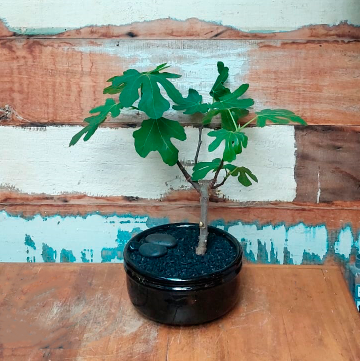 Bonsai Ficus carica vaso de bonsai preto nº2