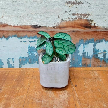 Mini Maranta Vaso saray concreto