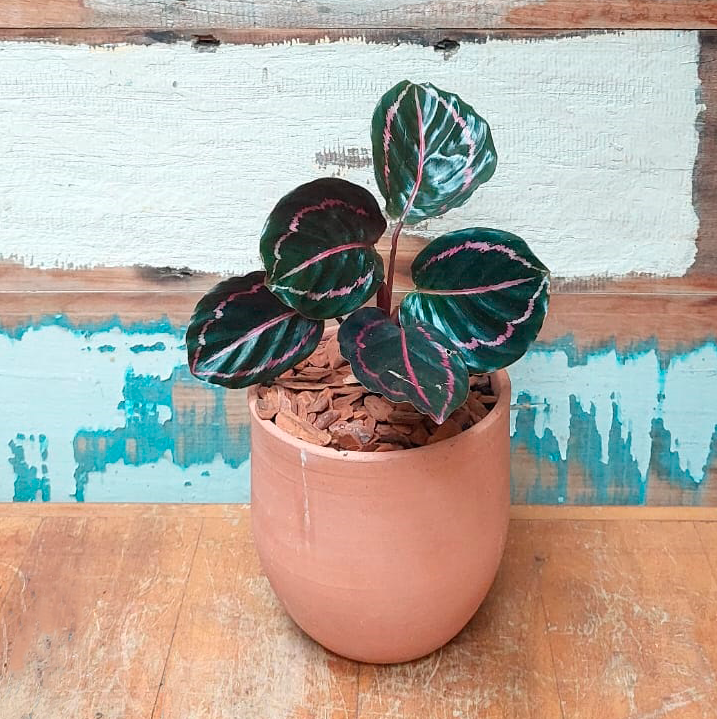 Maranta Rubi Vaso Cumbuca G