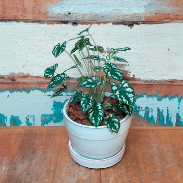 Caladium mini white Cachepô roma off white nº1